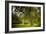 Rural Scene with Garden Benches under a Large Willow Tree-Jody Miller-Framed Photographic Print