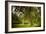 Rural Scene with Garden Benches under a Large Willow Tree-Jody Miller-Framed Photographic Print