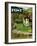 "Rural Wedding" Saturday Evening Post Cover, May 29, 1954-John Clymer-Framed Giclee Print