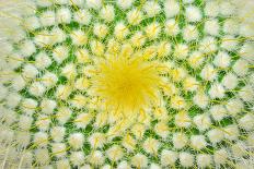 Green Cactus and Yellow Prickles (Very Largly).-Ruslan Grechka-Mounted Photographic Print