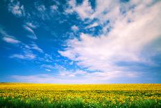 Sunflower with Blue Sky and Beautiful Sun / Sunflower-Ruslan Ivantsov-Photographic Print