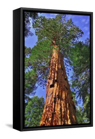 Giant Sequoias, Trail of 100 Giants, Giant Sequoia National