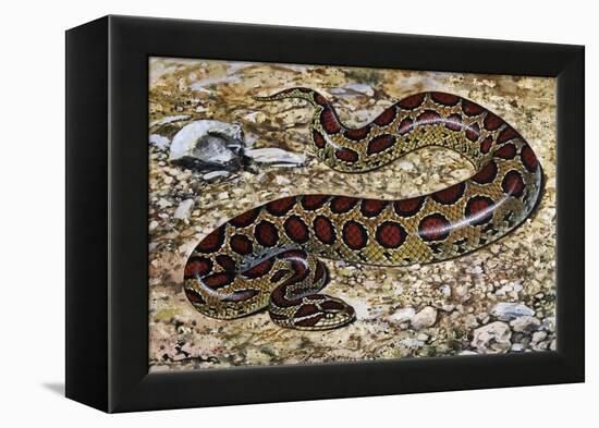 Russel's Viper (Daboia Russelii), Viperidae, Drawing-null-Framed Premier Image Canvas