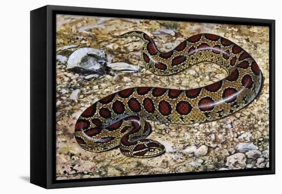 Russel's Viper (Daboia Russelii), Viperidae, Drawing-null-Framed Premier Image Canvas