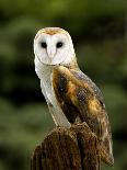 Barn Owl on Stump-Russell Burden-Photographic Print