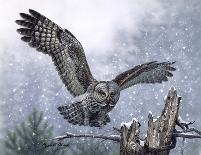 Winter Redtail-Russell Cobane-Giclee Print