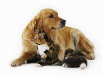 Cat and Golden Retriever-Russell Glenister-Photographic Print