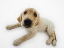 Cat and Golden Retriever-Russell Glenister-Photographic Print