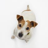 Jack Russell Terrier Looking up-Russell Glenister-Framed Photographic Print