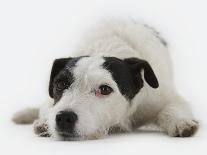 Jack Russell Terrier Lying Down-Russell Glenister-Framed Photographic Print