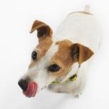 Jack Russell Terrier Looking up-Russell Glenister-Photographic Print