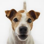 Jack Russell Terrier Looking up-Russell Glenister-Premier Image Canvas