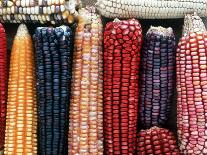 Varieties of Corn that Lacandons Grow in Their Milpas, Selva Lacandona, Naha, Chiapas, Mexico-Russell Gordon-Photographic Print