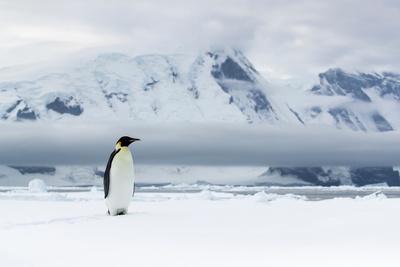 https://imgc.artprintimages.com/img/print/russell-laman-emperor-penguin-standing-on-snow-with-mountains-in-background-antarctica_u-l-q1sjf8n0.jpg?artHeight=550&artPerspective=n&artWidth=550&background=fbfbfb