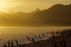 King Penguins (Aptenodytes Patagonicus) On Beach At Sunrise, South Georgia Island, March-Russell Laman-Framed Photographic Print