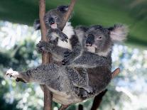 A Mother Koala Proudly Holds Her Ten-Month-Old Baby, Sydney, Australia, November 7, 2002-Russell Mcphedran-Premier Image Canvas