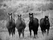 Horses, Montana, USA-Russell Young-Photographic Print