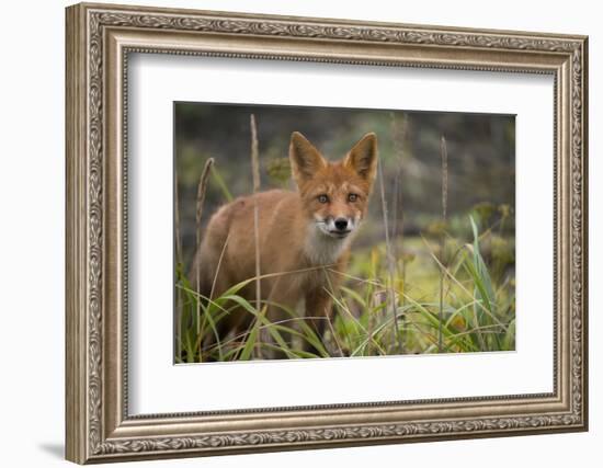 Russia, Kamchatka Peninsula, Kuril Islands, Atlasova Island. Wild red fox.-Cindy Miller Hopkins-Framed Photographic Print