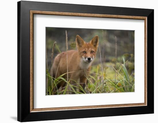 Russia, Kamchatka Peninsula, Kuril Islands, Atlasova Island. Wild red fox.-Cindy Miller Hopkins-Framed Photographic Print