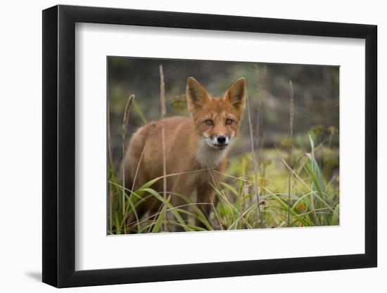 Russia, Kamchatka Peninsula, Kuril Islands, Atlasova Island. Wild red fox.-Cindy Miller Hopkins-Framed Photographic Print