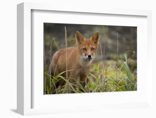 Russia, Kamchatka Peninsula, Kuril Islands, Atlasova Island. Wild red fox.-Cindy Miller Hopkins-Framed Photographic Print