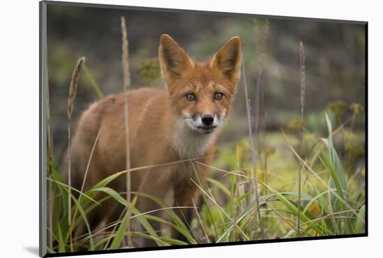 Russia, Kamchatka Peninsula, Kuril Islands, Atlasova Island. Wild red fox.-Cindy Miller Hopkins-Mounted Photographic Print