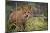 Russia, Kamchatka Peninsula, Kuril Islands, Atlasova Island. Wild red fox.-Cindy Miller Hopkins-Mounted Photographic Print