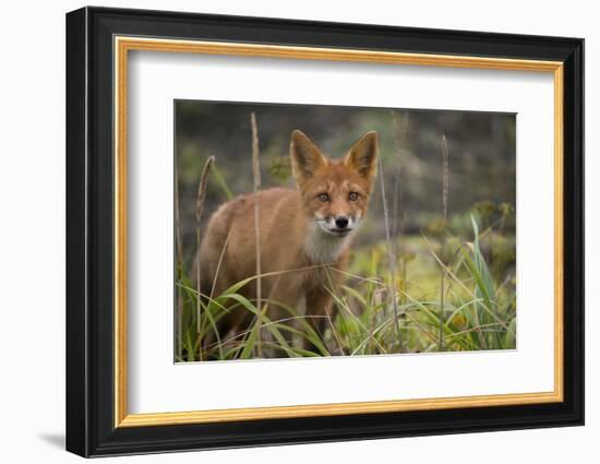 Russia, Kamchatka Peninsula, Kuril Islands, Atlasova Island. Wild red fox.-Cindy Miller Hopkins-Framed Photographic Print