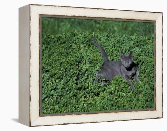 Russian Blue Cat Lying on Plants in a Garden, Italy-Adriano Bacchella-Framed Premier Image Canvas