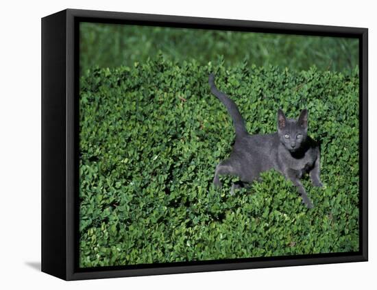 Russian Blue Cat Lying on Plants in a Garden, Italy-Adriano Bacchella-Framed Premier Image Canvas