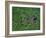 Russian Blue Cat Lying on Plants in a Garden, Italy-Adriano Bacchella-Framed Photographic Print