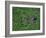 Russian Blue Cat Lying on Plants in a Garden, Italy-Adriano Bacchella-Framed Photographic Print