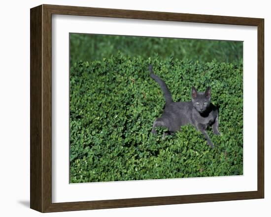 Russian Blue Cat Lying on Plants in a Garden, Italy-Adriano Bacchella-Framed Photographic Print