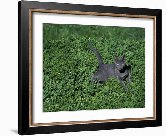 Russian Blue Cat Lying on Plants in a Garden, Italy-Adriano Bacchella-Framed Photographic Print