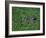 Russian Blue Cat Lying on Plants in a Garden, Italy-Adriano Bacchella-Framed Photographic Print