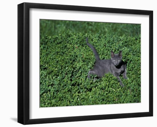 Russian Blue Cat Lying on Plants in a Garden, Italy-Adriano Bacchella-Framed Photographic Print