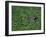 Russian Blue Cat Lying on Plants in a Garden, Italy-Adriano Bacchella-Framed Photographic Print