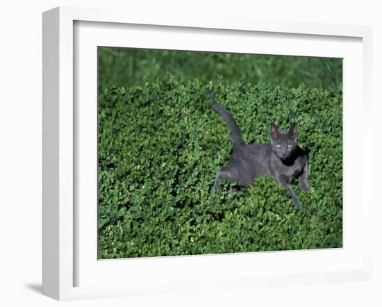 Russian Blue Cat Lying on Plants in a Garden, Italy-Adriano Bacchella-Framed Photographic Print