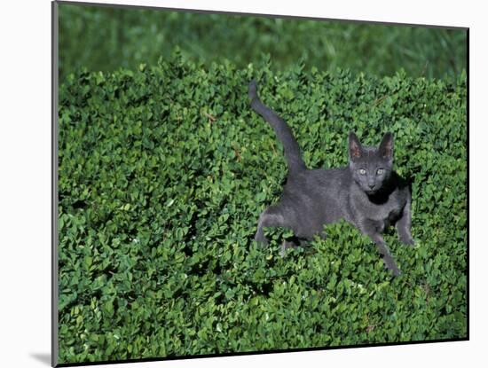 Russian Blue Cat Lying on Plants in a Garden, Italy-Adriano Bacchella-Mounted Photographic Print