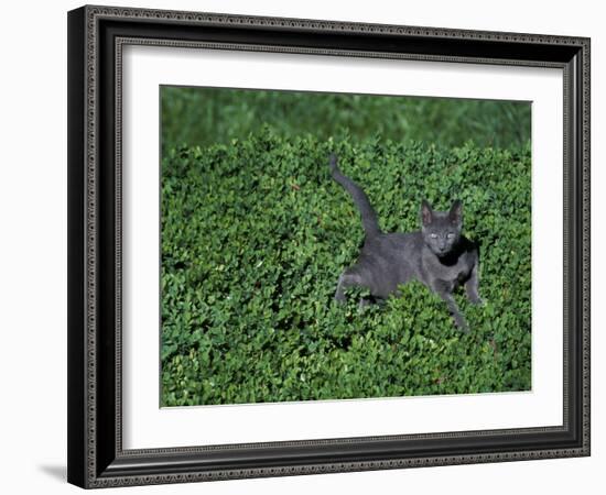 Russian Blue Cat Lying on Plants in a Garden, Italy-Adriano Bacchella-Framed Photographic Print