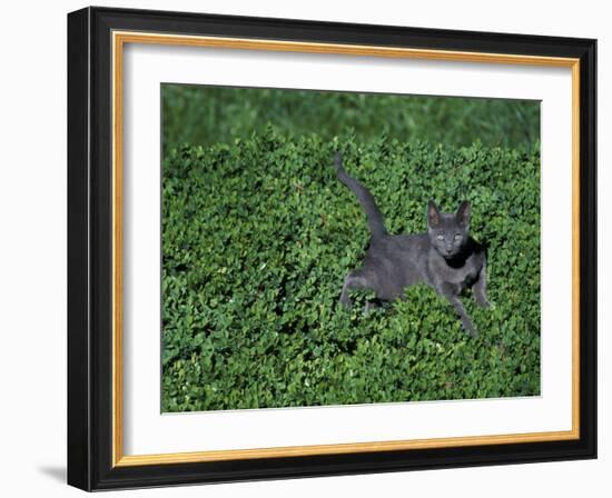 Russian Blue Cat Lying on Plants in a Garden, Italy-Adriano Bacchella-Framed Photographic Print