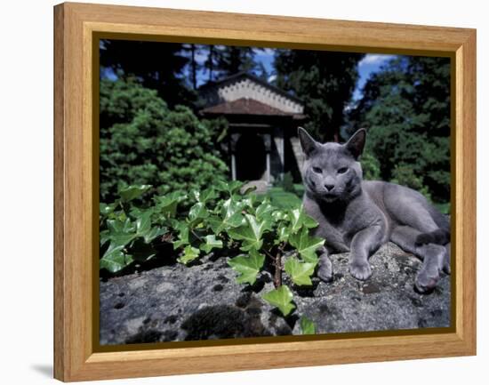 Russian Blue Cat Sunning on Stone Wall in Garden, Italy-Adriano Bacchella-Framed Premier Image Canvas