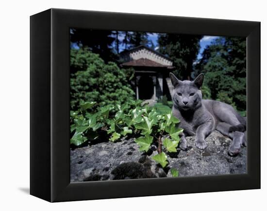 Russian Blue Cat Sunning on Stone Wall in Garden, Italy-Adriano Bacchella-Framed Premier Image Canvas