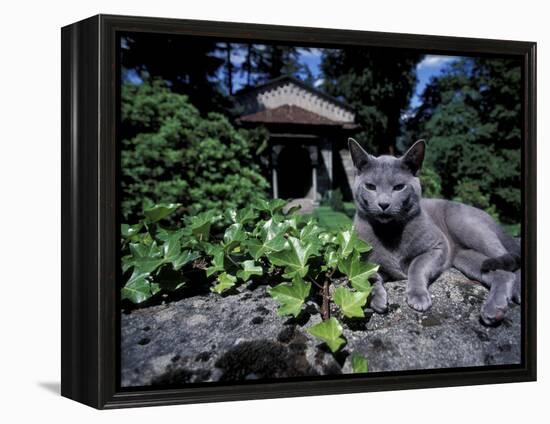 Russian Blue Cat Sunning on Stone Wall in Garden, Italy-Adriano Bacchella-Framed Premier Image Canvas