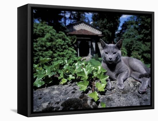 Russian Blue Cat Sunning on Stone Wall in Garden, Italy-Adriano Bacchella-Framed Premier Image Canvas