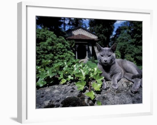 Russian Blue Cat Sunning on Stone Wall in Garden, Italy-Adriano Bacchella-Framed Photographic Print