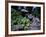 Russian Blue Cat Sunning on Stone Wall in Garden, Italy-Adriano Bacchella-Framed Photographic Print