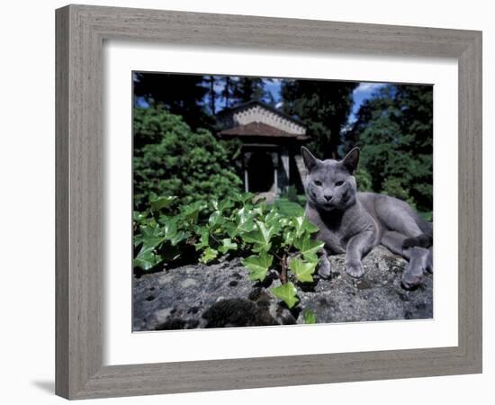 Russian Blue Cat Sunning on Stone Wall in Garden, Italy-Adriano Bacchella-Framed Photographic Print