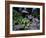 Russian Blue Cat Sunning on Stone Wall in Garden, Italy-Adriano Bacchella-Framed Photographic Print