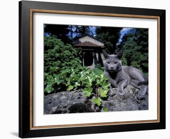 Russian Blue Cat Sunning on Stone Wall in Garden, Italy-Adriano Bacchella-Framed Photographic Print